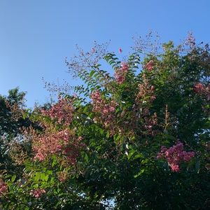 Meet your Posher, Jacqueline